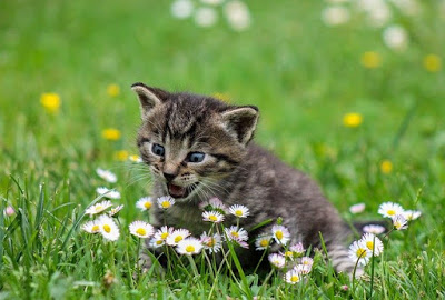 gato-entre-flores-em-um-gramado
