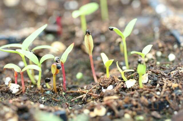 sementes-germinando
